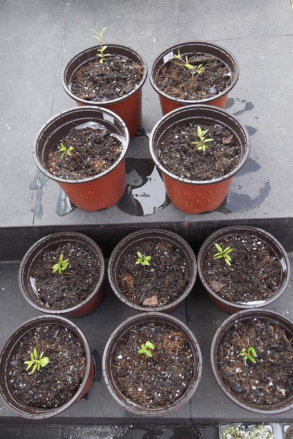 Growing Bonsai From Seed